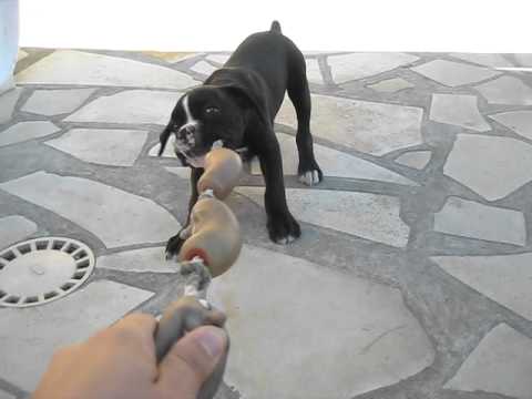Bayko Chiot Boxer 2 Mois Youtube Bayko Chiot Boxer 2 Mois Youtube