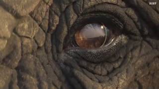 Heartbreaking WWF's Christmas Ad To Stop Eplephant Poaching