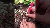 How to grow Apple Ber in pot ||| घर पर झरबेरी (बेर ) का पौधा लगाना