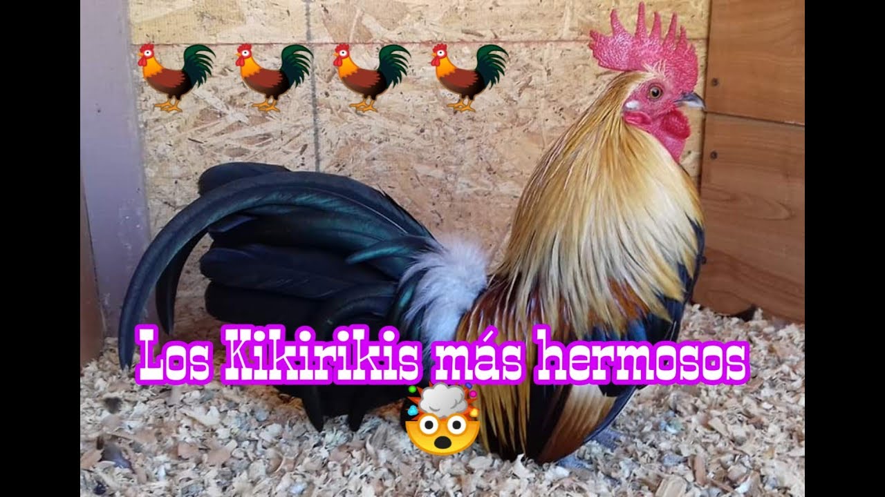 Los gallos Kikiriki más bonitos de México PARTE 3 YouTube