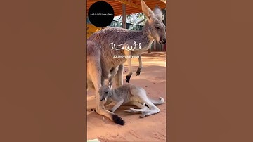 هذا خلق الله ❤️ سورة لقمان القارئ اسلام صبحي