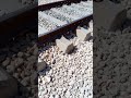 ml1 tracks