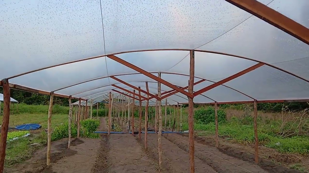 Abrigo de cultivo simples e barato