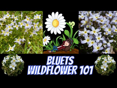Бейне: Wildflower Bluets - Өсіп келе жатқан блюз Quaker Ladies