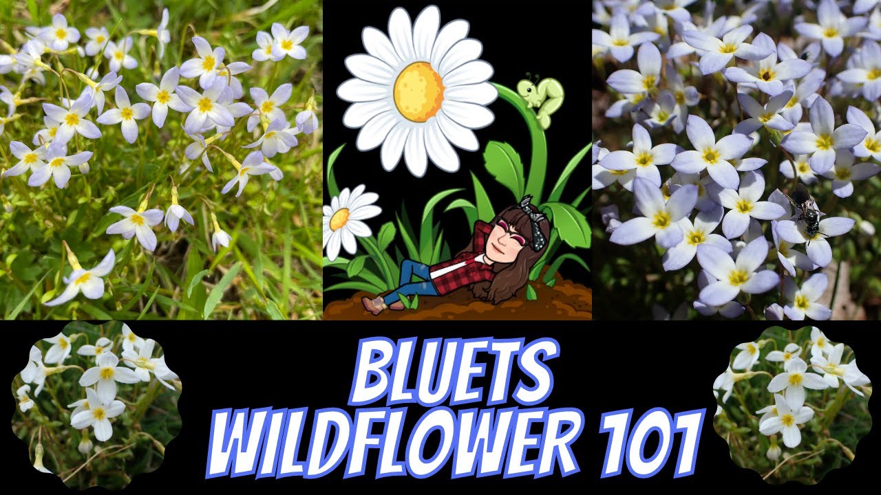 Azure Bluet Flower Meaning Best Flower Site