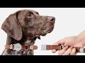 Now on Kickstarter: Fetchly Instant-Lock Leash