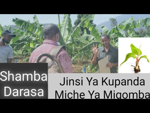 Video: Jinsi ya kupanda jordgubbar nje katika vuli