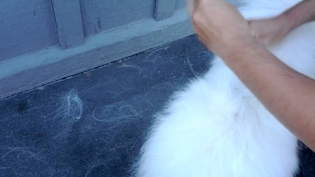 american eskimo shedding