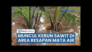 Viral Kebun Sawit Tiba-tiba Muncul di Kawasan Resapan Mata Air, Dinas Pertanian Cirebon Terkejut