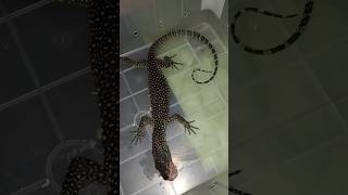 chicken dinner varanus indicus🦖