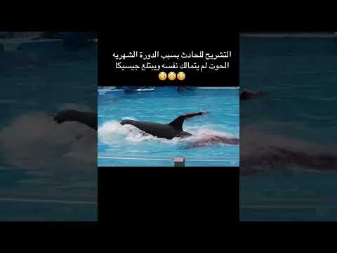 حادثة هجوم جيسيكا أوركا لقطات واقعية من عرض مارين بارك لحظة صادمة وعاطفية منوعات فواز عائلتي