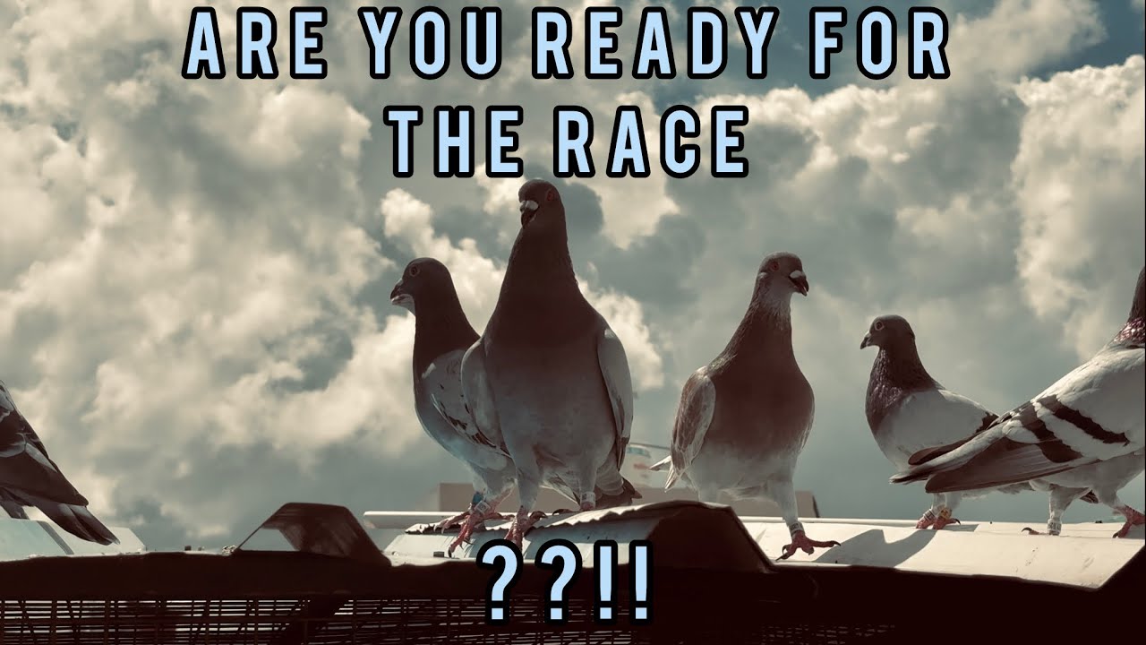 Racing Pigeon Training & Winning Tips | From Beginner to Champion 🕊️ #chennai #pigeon 