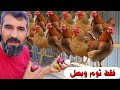 اذا عندك دجاج وبدك تحميهم وتقوي مناعتهم طعميهم ثوم وبصل وليمون شوف كيف الدجاج راح يسمن وتقوى مناعتهم
