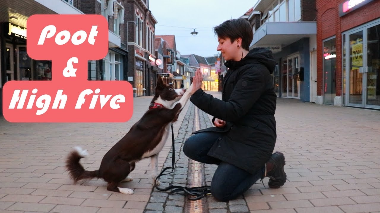 Hoe leer je je hond Poot en High Five?