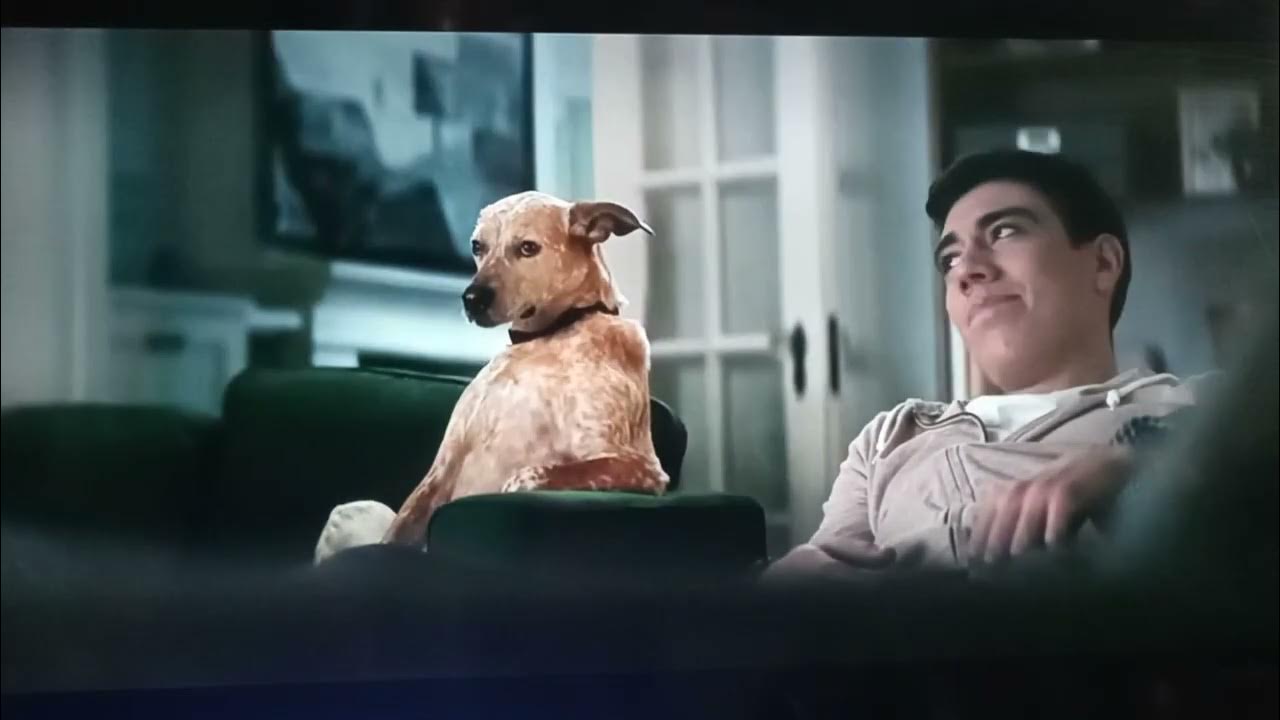 Chewy Commercial Vase YouTube