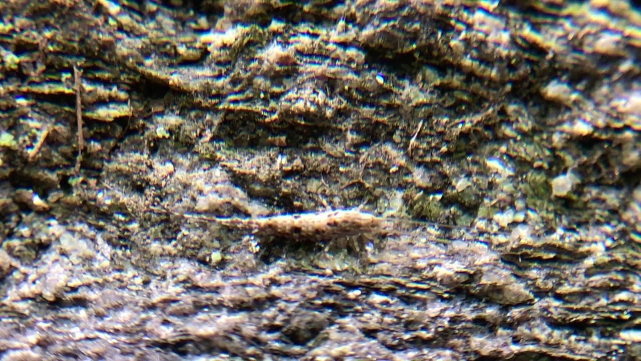 Tiny bristletail running and hiding on a rocky hillside (part 2)