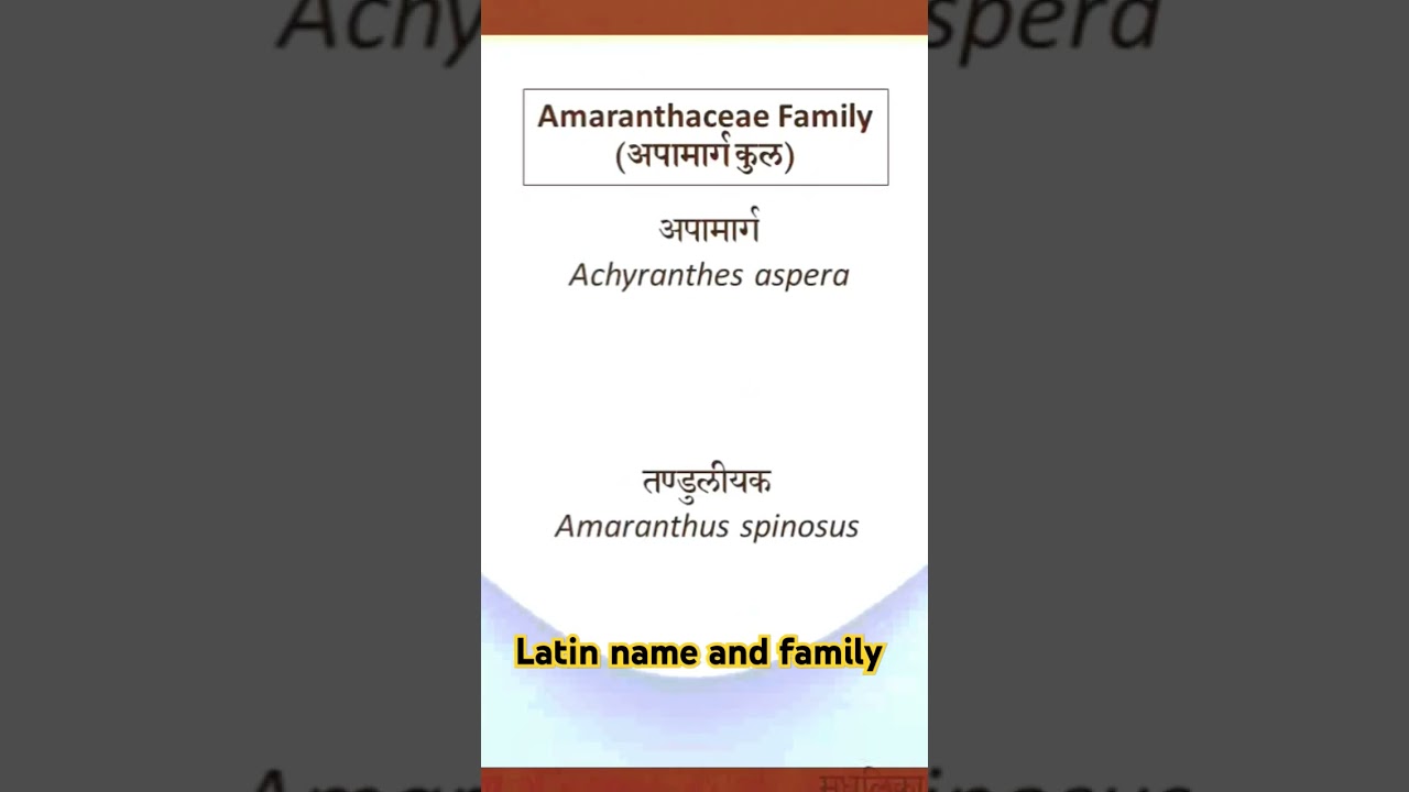 Amaranthaceae Family! अपामार्ग कुल! Latin names! Dravyaguna! aiapget