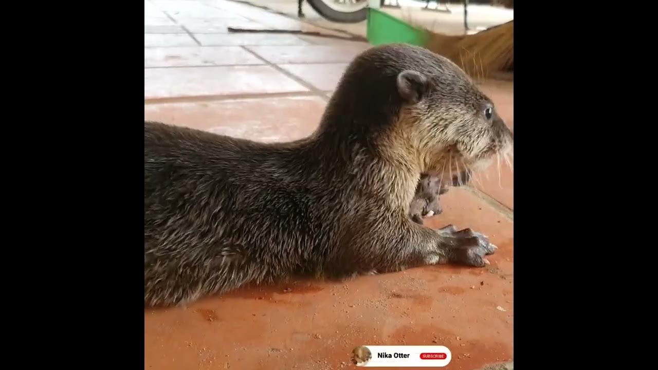 Otter Is Eating Raw Fish Yummy Yummy YouTube otter-is-eating-raw-fish-yummy-yummy-youtube