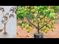 Unique Technique : Grafting Mango Tree Using Banana & Aloe Vera Growing Faster and Has Many Fruits