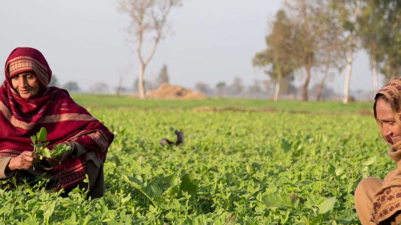 Pakistan Poverty Alleviation Program (PPAF) - The 'Fostering Linkages, Realizing Agri Potential'