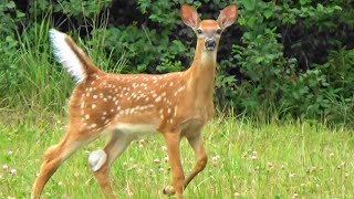 Guard dogs chasing deer by Irma and Hilda 128 views 7 months ago 9 minutes, 13 seconds