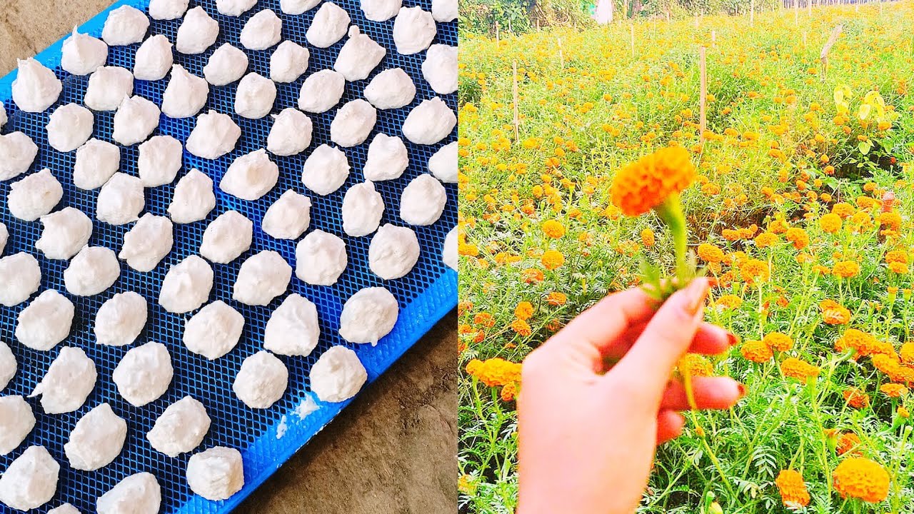 গ্রামের মনোরম পরিবেশ.. আম্মা বানালো কুমড়ো বড়ি