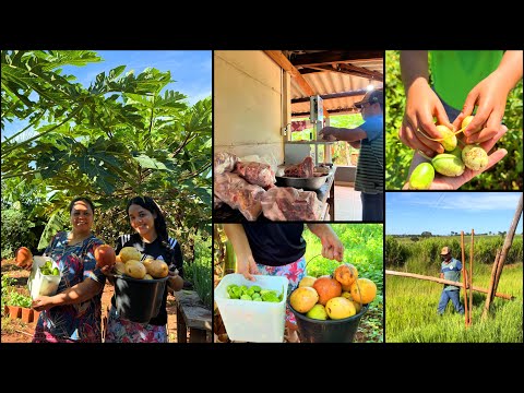 CADA DIA NOSSO SÍTIO NOS SURPREENDENDO| AQUI TRABALHAMOS JUNTOS EM UNIÃO-DOMINGO CHEIO DE FARTURAS🙌🏼