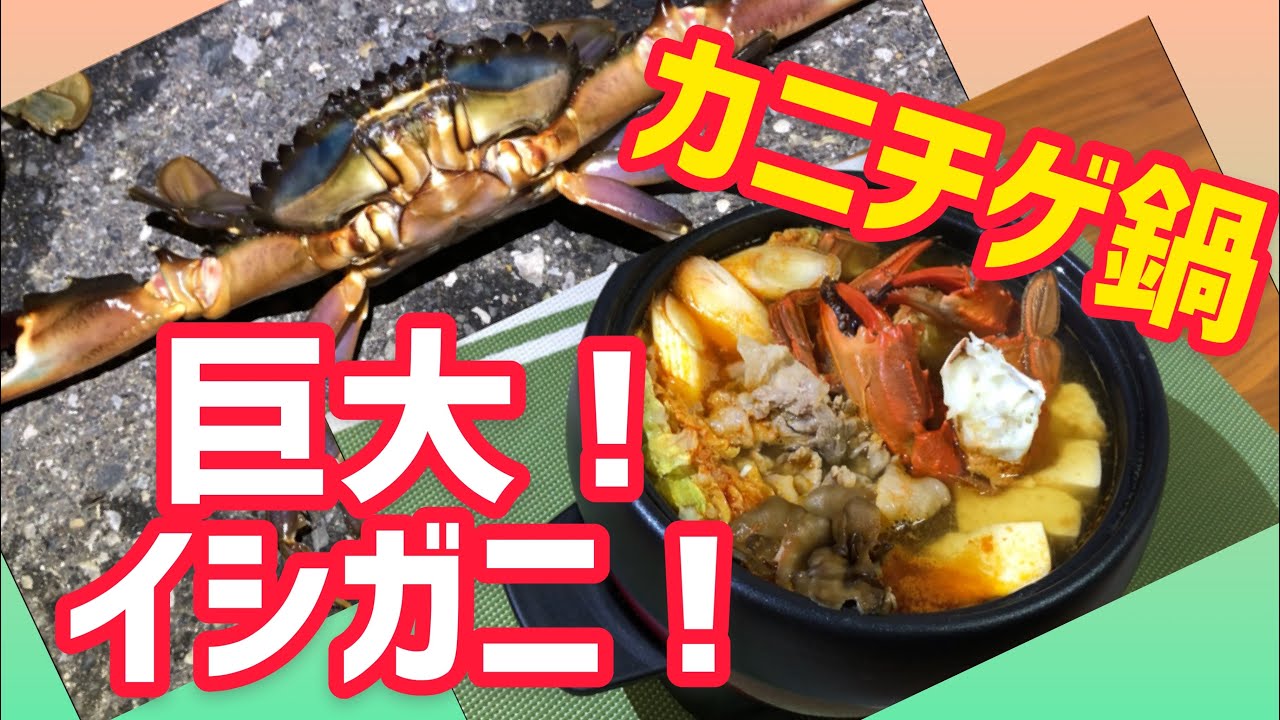 カニ取り イシガニ大きくなってます 美味しい簡単なカニチゲ鍋 Youtube