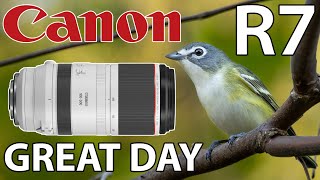 Great Bird Photography Day! • Canon R7 & RF 100-500 Lens