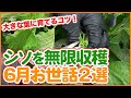 家庭菜園や農園のシソ栽培で6月無限栽培の方法２選！剪定作業で良い葉を沢山収穫するシソの育て方を徹底解説！【農園ライフ】/How to harvest a large amount of perilla
