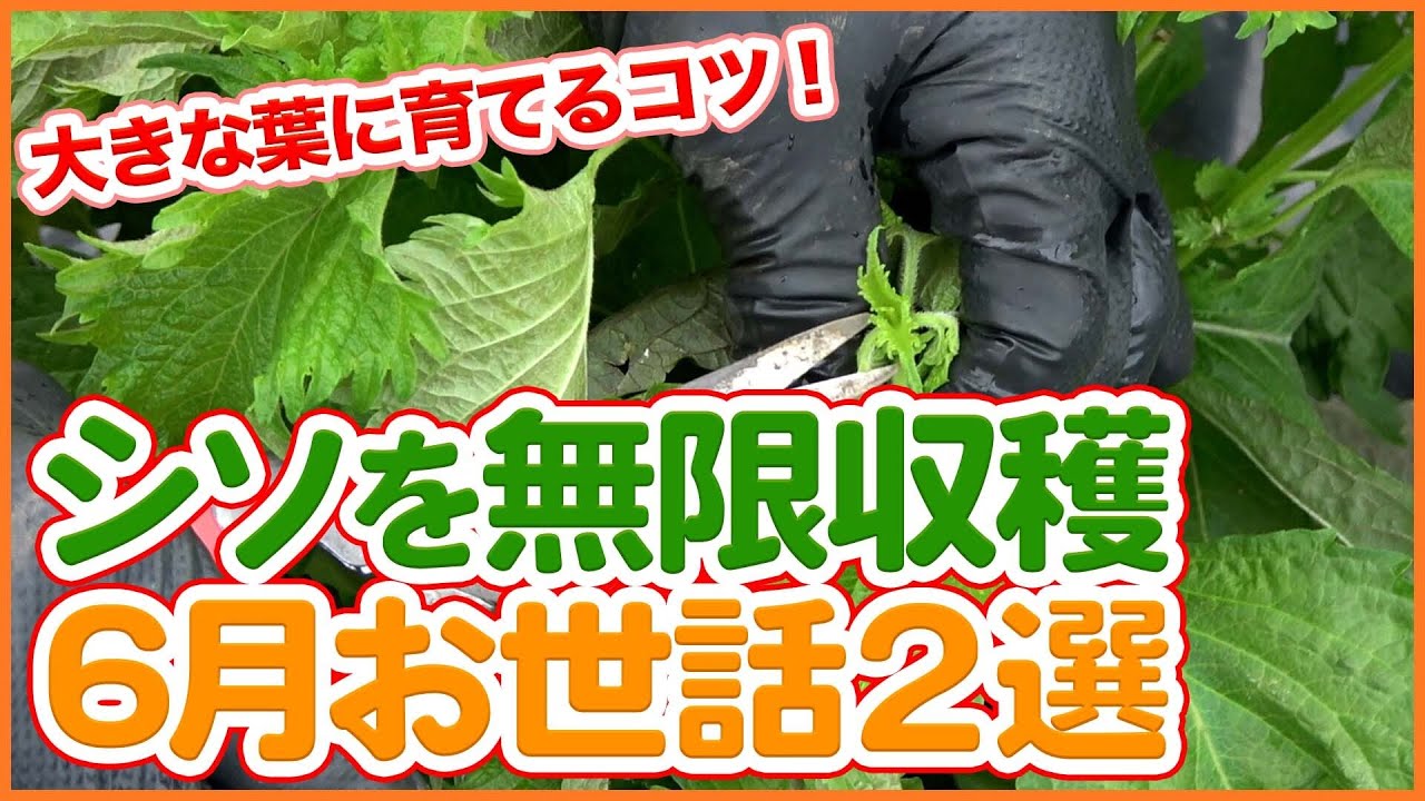 家庭菜園や農園のシソ栽培で6月無限栽培の方法２選！剪定作業で良い葉を沢山収穫するシソの育て方を徹底解説！【農園ライフ】/How to harvest a large amount of perilla