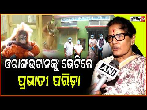 ନନ୍ଦନକାନନରେ ଦୋଳି ଖେଳୁଥିଲେ ଓରାଂଉଟାନ, ହଠାତ ପହଞ୍ଚିଗଲେ ଉପମୁଖ୍ୟମନ୍ତ୍ରୀ !Deputy CM meet 5 Orangutans
