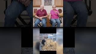 Dr. Pol Reacts – 🐻 Bear vs. 🐷 Pig Showdown! Who Wins This Barnyard Battle? #drpol #barnyardbattle