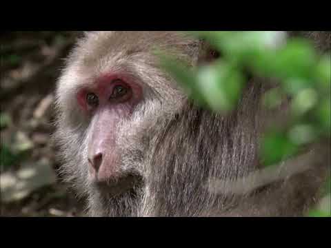 Видео: Китайски учени трансплантираха човешкия ген в макаки, а маймуните станаха по-мъдри и мдш; Алтернативен изглед