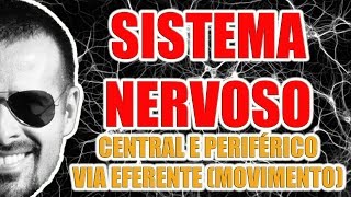 Sistema Nervoso Central, Periférico E A Via Eferente Movimento - Anatomia Humana - Vídeoaula 010