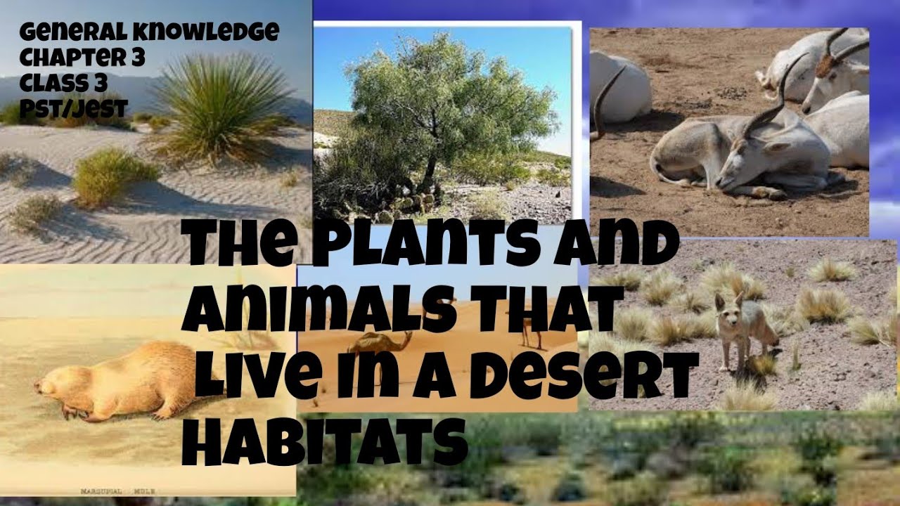 The Plants And Animals That Live In A Desert Habitats. Chapter 3 Pst