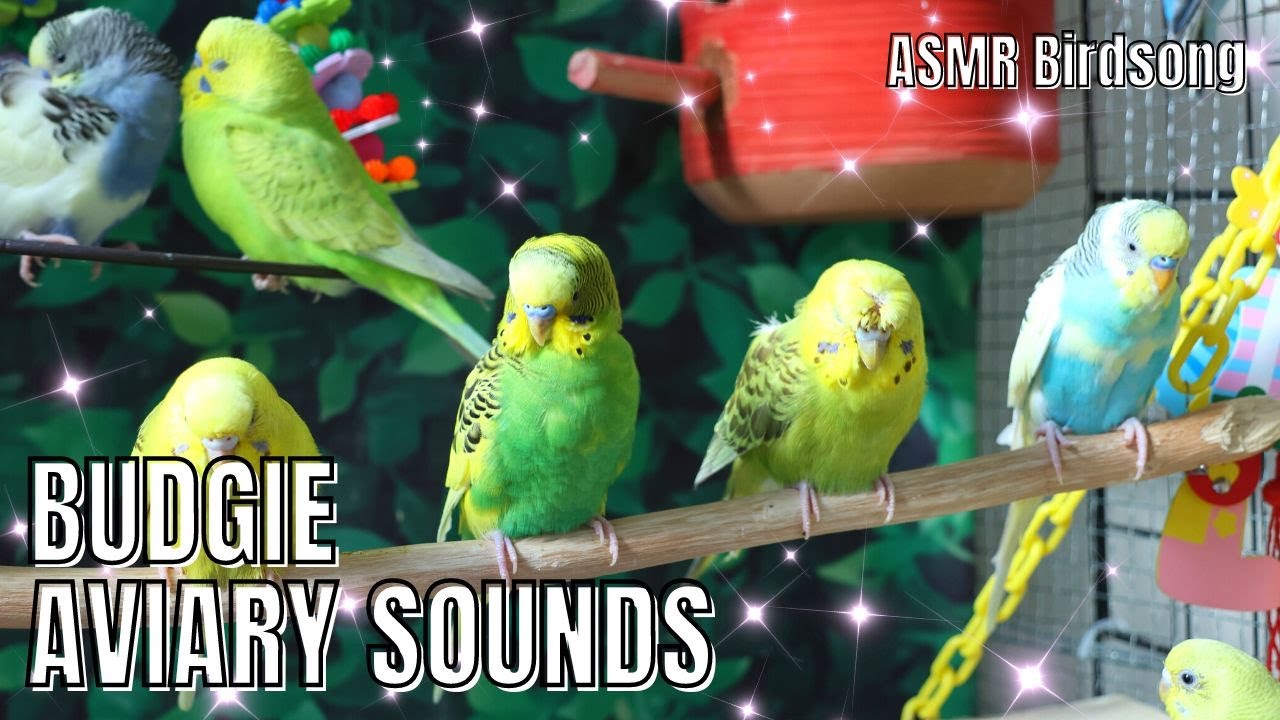 HAPPY BUDGIES SOUNDS PART 2 birdsounds budgies parakeet lovebirds chirping sing aviary 