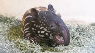 Big Yawns From Tiny Tapir