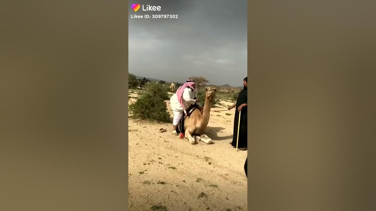 Jamal верблюд. бедный верблюд. верблюд плюется в лицо. бедный верблюд. туркменский арвана - одногорбый верблюд.