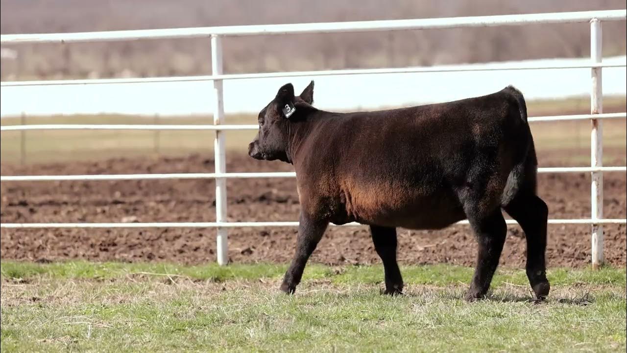 Wallace Cattle Co. Lot 3 YouTube