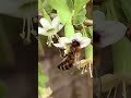 Bees Navigate Earth Using a Magnetic Compass Scientists Just Discovered #Shorts