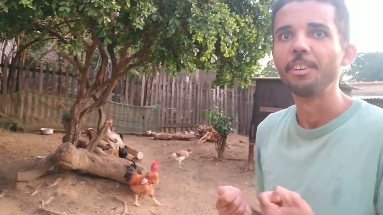 Uma pequena Amostra das Aves do Magno Rangel / Criatório M.N