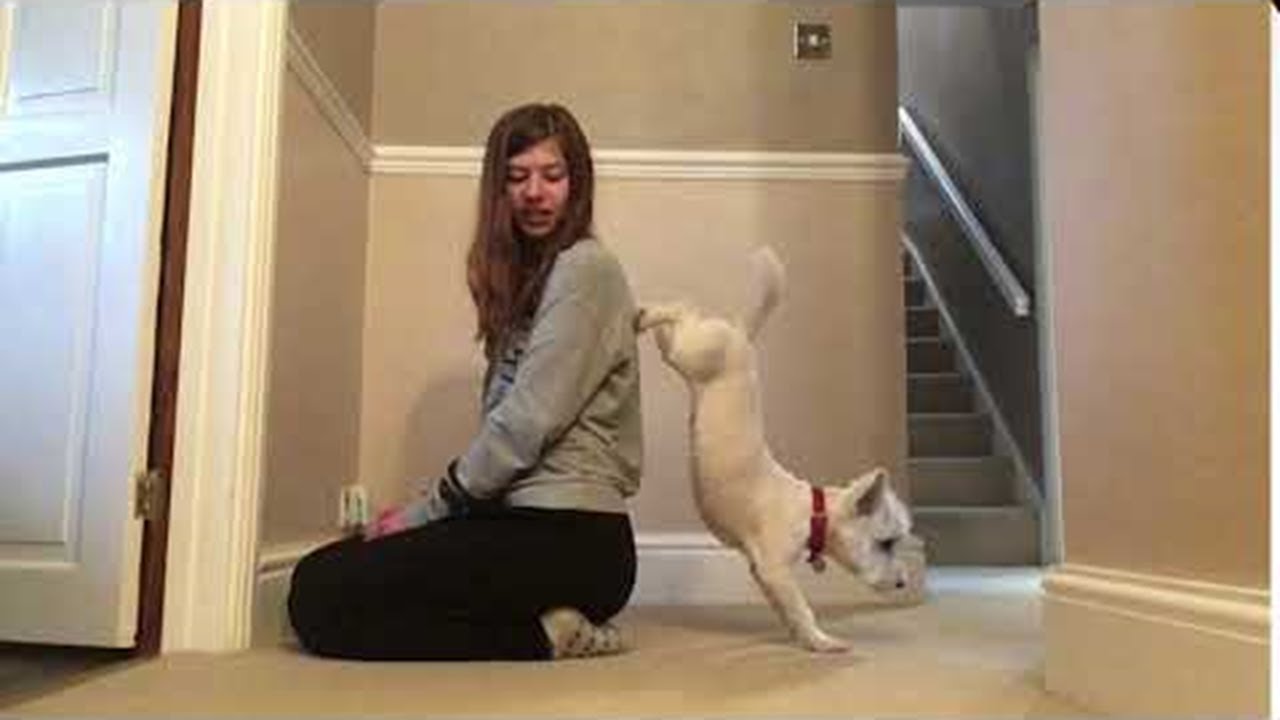 Dog Performs Handstand ViralHog YouTube