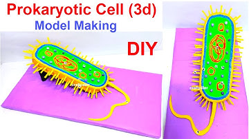 prokaryotic cell (3D) structure model science project -diy | craftpiller @howtofunda  | still model