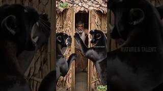 The Hidden Bamboo Palace #shorts #viral #trending #youtubeshorts #love #shortvideo #short #nature