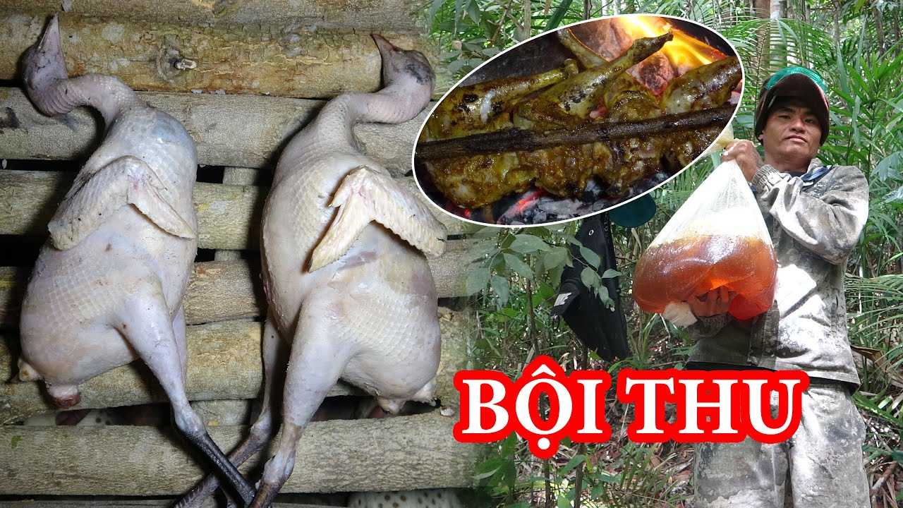 CÓ MẬT ONG CÓ GÀ RỪNG, NGỦ RỪNG - MÙA MẬT ONG RỪNG 2024 | T24