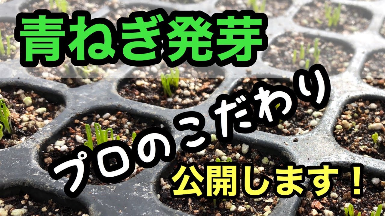 【青ねぎ発芽】水加減、日照、定植までの管理【女性農家】