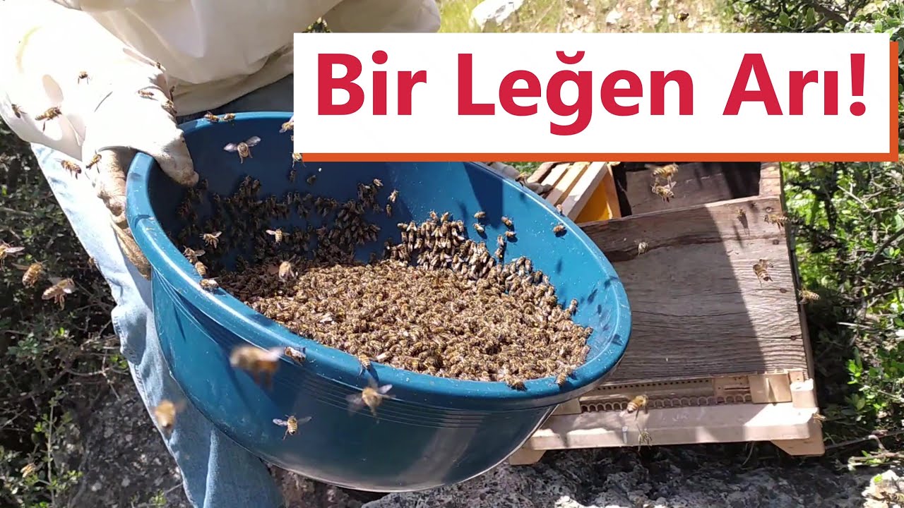 Bir baba oğul dala konmuş!