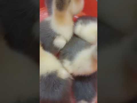 إستقبال الوز الصغير سطوح الهوانم الوز