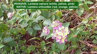 PL LANTANA PLANTS THE THINGS ABOUT THEM